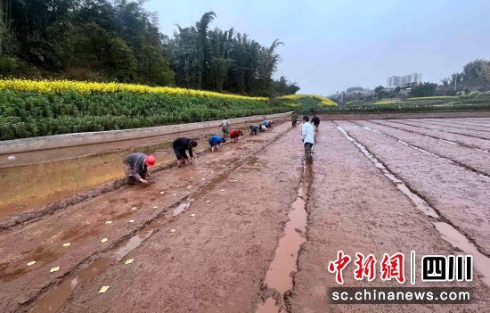 播種現(xiàn)場(chǎng)。富順融媒 供圖 播種現(xiàn)場(chǎng)。富順融媒 供圖