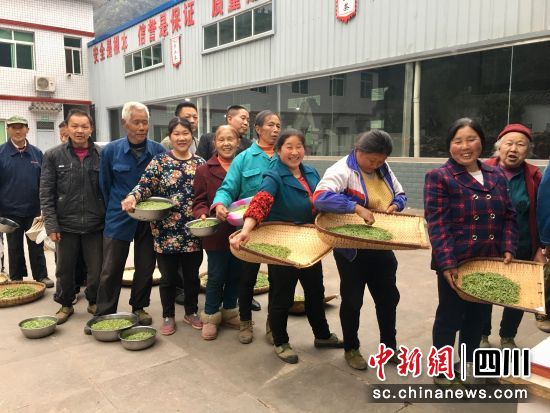 村民排隊提交采摘的茶葉。蘇僑 攝 村民排隊提交采摘的茶葉。蘇僑 攝