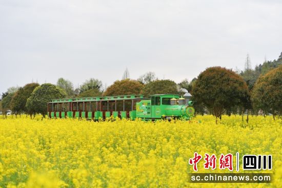 小火車(chē)在花海中穿越。王杰 攝 小火車(chē)在花海中穿越。王杰 攝