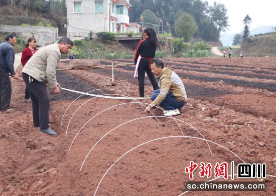 農(nóng)戶們正在地里忙碌。陳小芳 攝 農(nóng)戶們正在地里忙碌。陳小芳 攝