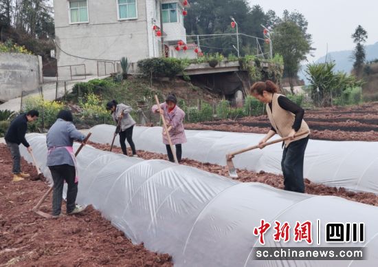 農(nóng)戶們正在蓋膜保溫作業(yè)。陳小芳 攝 農(nóng)戶們正在蓋膜保溫作業(yè)。陳小芳 攝