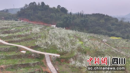 蜂糖李種植基地花開(kāi)似雪。周俊宇 攝 蜂糖李種植基地花開(kāi)似雪。周俊宇 攝