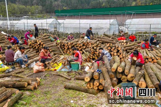 村民們正有序進行銀耳接種備料工作。程聰 攝 村民們正有序進行銀耳接種備料工作。程聰 攝