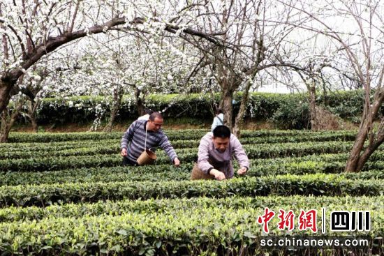 茶農采茶忙。羅景萍 攝 茶農采茶忙。羅景萍 攝