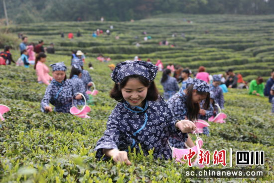 平昌春茶開采,村民采茶忙。平昌縣委宣傳部 供 平昌春茶開采,村民采茶忙。平昌縣委宣傳部 供