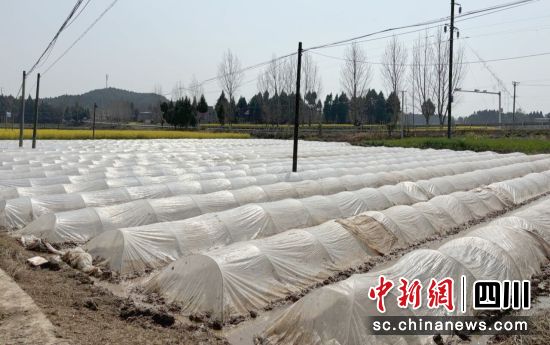 水稻制種育秧基地。 梓潼縣融媒體中心供圖 水稻制種育秧基地。 梓潼縣融媒體中心供圖