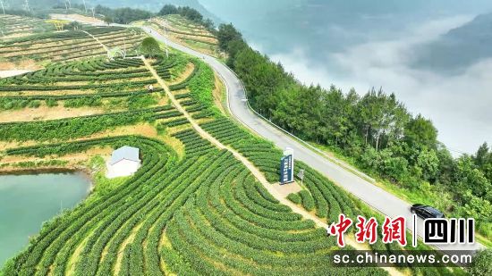 平昌縣金寶山浙川茶旅融合產業園萬畝茶園一角。中共平昌縣委宣傳部 供圖 平昌縣金寶山浙川茶旅融合產業園萬畝茶園一角。中共平昌縣委宣傳部 供圖