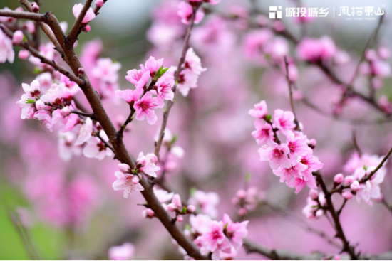 最佳花期已至,這個(gè)春日來(lái)龍泉與桃花進(jìn)行一場(chǎng)唯美邂逅 最佳花期已至,這個(gè)春日來(lái)龍泉與桃花進(jìn)行一場(chǎng)唯美邂逅