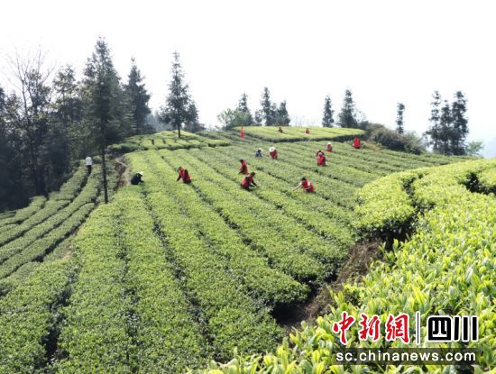 農戶正在采茶。陳小芳攝 農戶正在采茶。陳小芳攝