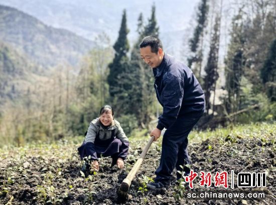 移栽新品種茶苗。汶川縣委宣傳部供圖 移栽新品種茶苗。汶川縣委宣傳部供圖