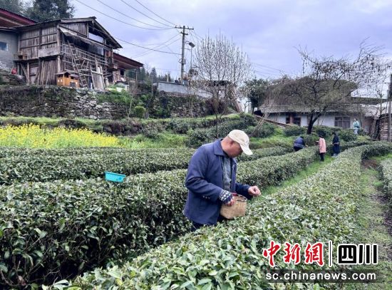茶園采茶忙。汶川縣委宣傳部供圖 茶園采茶忙。汶川縣委宣傳部供圖