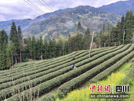 茶園采茶忙。汶川縣委宣傳部供圖 茶園采茶忙。汶川縣委宣傳部供圖