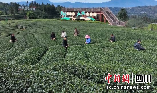 采摘春茶。 毛晏 供圖 采摘春茶。 毛晏 供圖
