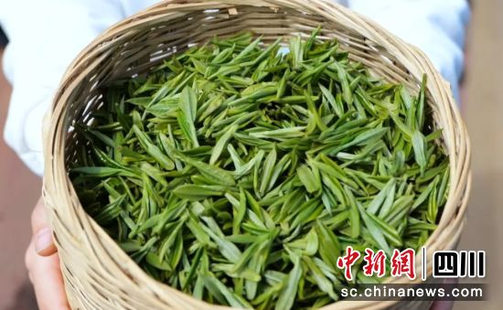 采摘的鮮茶。 毛晏 供圖 采摘的鮮茶。 毛晏 供圖