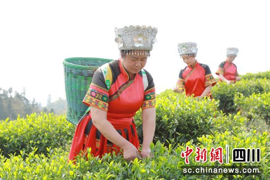 志愿者幫忙采茶。納溪區(qū)委統(tǒng)戰(zhàn)部供圖 志愿者幫忙采茶。納溪區(qū)委統(tǒng)戰(zhàn)部供圖