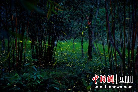 夜幕降臨螢火蟲開始出動,如同點點繁星在夜色中翩翩起舞。青神融媒供圖 夜幕降臨螢火蟲開始出動,如同點點繁星在夜色中翩翩起舞。青神融媒供圖