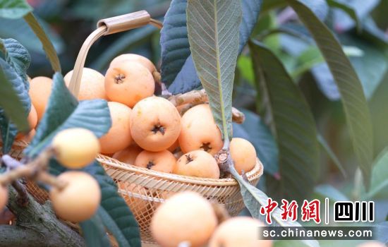 枇杷成熟。周萬龍 攝 枇杷成熟。周萬龍 攝