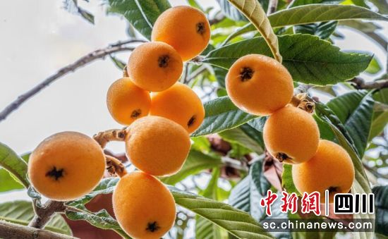 枇杷成熟。周萬龍 攝 枇杷成熟。周萬龍 攝