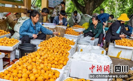 枇杷開秤上市。周萬龍 攝 枇杷開秤上市。周萬龍 攝
