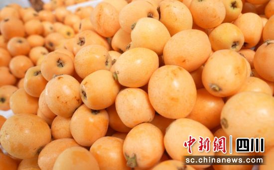 枇杷開秤上市。周萬龍 攝 枇杷開秤上市。周萬龍 攝