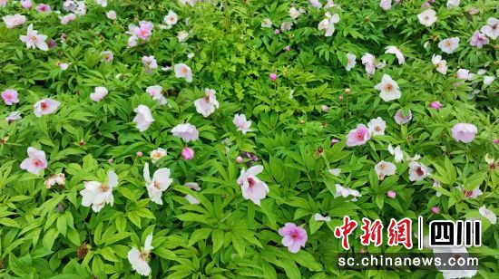 芍藥花迎來盛花期。 北川縣委宣傳部供圖 芍藥花迎來盛花期。 北川縣委宣傳部供圖