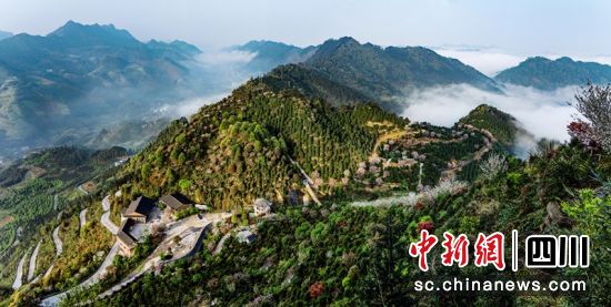 珙縣龍茶花海景區。廖珈攝 珙縣龍茶花海景區。廖珈攝