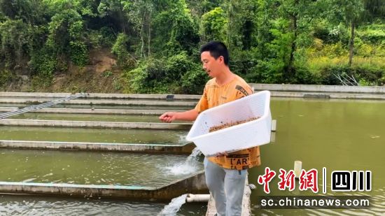 技術員王飛在喂魚。中共平昌縣委宣傳部 供 技術員王飛在喂魚。中共平昌縣委宣傳部 供
