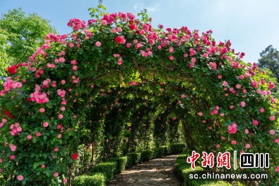 成都市植物園獨家打造的月季康養園。(成都市植物園 供圖) 成都市植物園獨家打造的月季康養園。(成都市植物園 供圖)