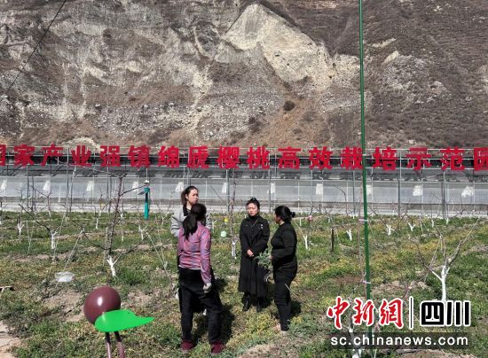 甜櫻桃高效栽培示范園。汶川縣委宣傳部供圖 甜櫻桃高效栽培示范園。汶川縣委宣傳部供圖