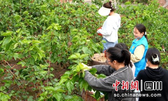 游客采摘果桑。羅景萍 攝 游客采摘果桑。羅景萍 攝