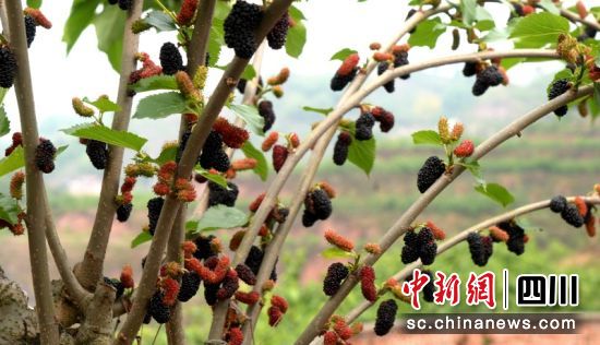 成串優質桑果掛滿枝頭。羅景萍 攝 成串優質桑果掛滿枝頭。羅景萍 攝