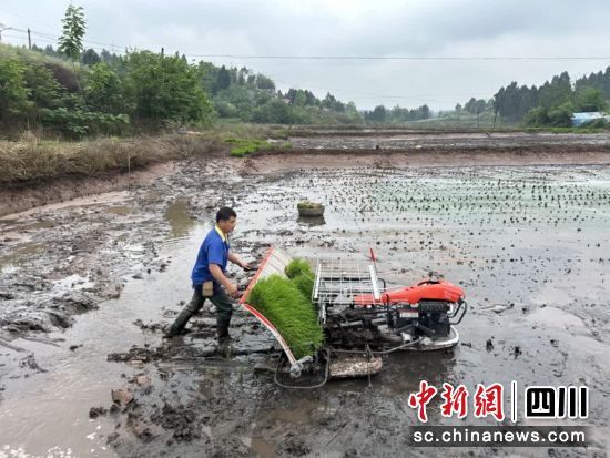 正在田間忙碌。周媛 攝 正在田間忙碌。周媛 攝