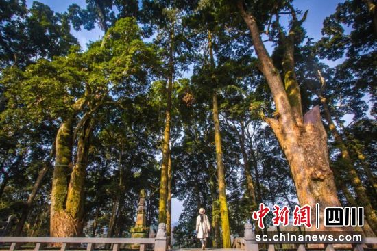 位于雅安市滎經縣的兩棵古楨楠樹。(雅安市文化廣播電視體育和旅游局 供圖) 位于雅安市滎經縣的兩棵古楨楠樹。(雅安市文化廣播電視體育和旅游局 供圖)
