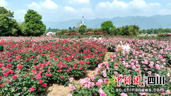 月季花競相綻放。 綿竹市融媒體中心供圖 月季花競相綻放。 綿竹市融媒體中心供圖