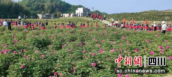 成片的芍藥花競相開放。胡敏 攝 成片的芍藥花競相開放。胡敏 攝