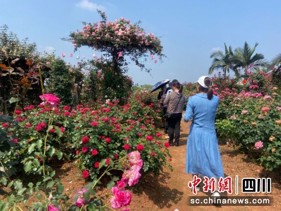 游客紛紛涌入花海。秦旭 攝 游客紛紛涌入花海。秦旭 攝