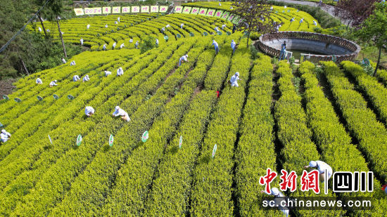2024年川渝茶葉行業職工職業技能大賽采茶現場。侯健 攝 2024年川渝茶葉行業職工職業技能大賽采茶現場。侯健 攝