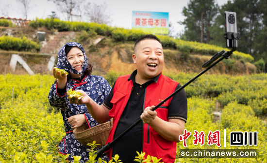 圖為旺蒼傳統手工制茶人譚波正在茶園直播。丁成蘭 攝 圖為旺蒼傳統手工制茶人譚波正在茶園直播。丁成蘭 攝