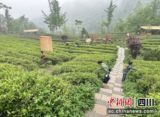 游客體驗采茶踏青的樂趣。汶川縣委宣傳部供圖 游客體驗采茶踏青的樂趣。汶川縣委宣傳部供圖
