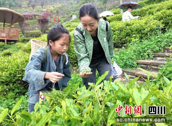 游客體驗采茶踏青的樂趣。汶川縣委宣傳部供圖 游客體驗采茶踏青的樂趣。汶川縣委宣傳部供圖