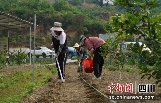 播種“節水抗旱稻”。石棉融媒 供圖 播種“節水抗旱稻”。石棉融媒 供圖