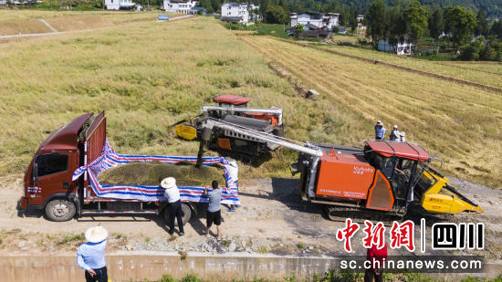 平昌縣南天門管委會紅山村油菜籽收割現場。張書浩 攝 平昌縣南天門管委會紅山村油菜籽收割現場。張書浩 攝