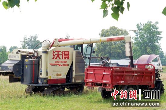 采用機(jī)械化收割油菜。 綿竹市融媒體中心供圖 采用機(jī)械化收割油菜。 綿竹市融媒體中心供圖