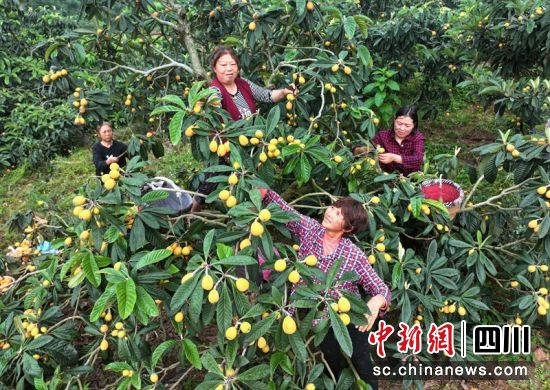 果園里果農正在忙著采摘枇杷。潘帥 攝 果園里果農正在忙著采摘枇杷。潘帥 攝