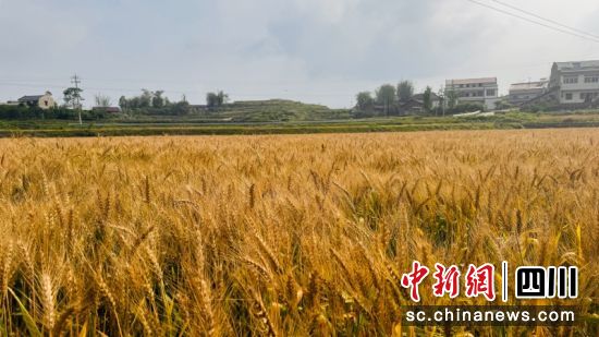 南溪區仙臨鎮麥浪翻滾。南溪區農業農村局供圖 南溪區仙臨鎮麥浪翻滾。南溪區農業農村局供圖