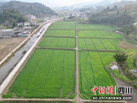 興文縣大河苗族鄉小麥集中示范片。宜賓市農業農村 供圖 興文縣大河苗族鄉小麥集中示范片。宜賓市農業農村 供圖