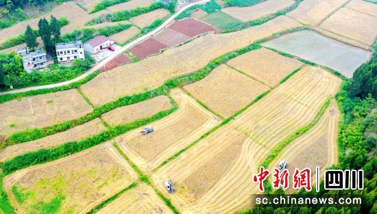 嘉陵區金鳳鎮的小麥機收現場。宋昕 攝 嘉陵區金鳳鎮的小麥機收現場。宋昕 攝