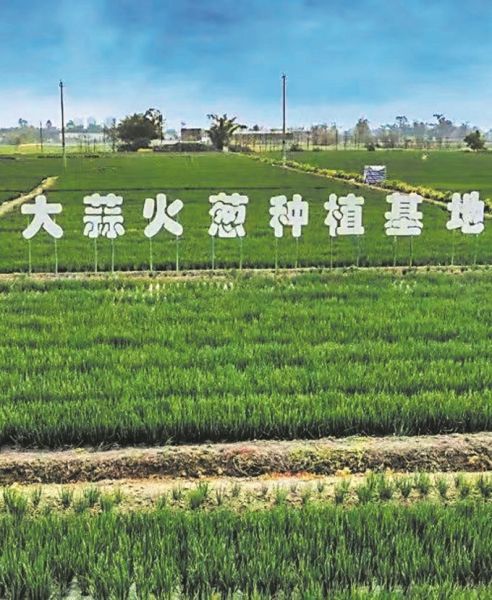 ▲火蔥種植基地 ▲火蔥種植基地