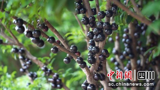 成熟的嘉寶果果實。曾鈺茹 攝 成熟的嘉寶果果實。曾鈺茹 攝
