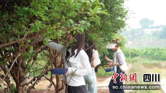 游客體驗采摘嘉寶果的樂趣。曾鈺茹 攝 游客體驗采摘嘉寶果的樂趣。曾鈺茹 攝
